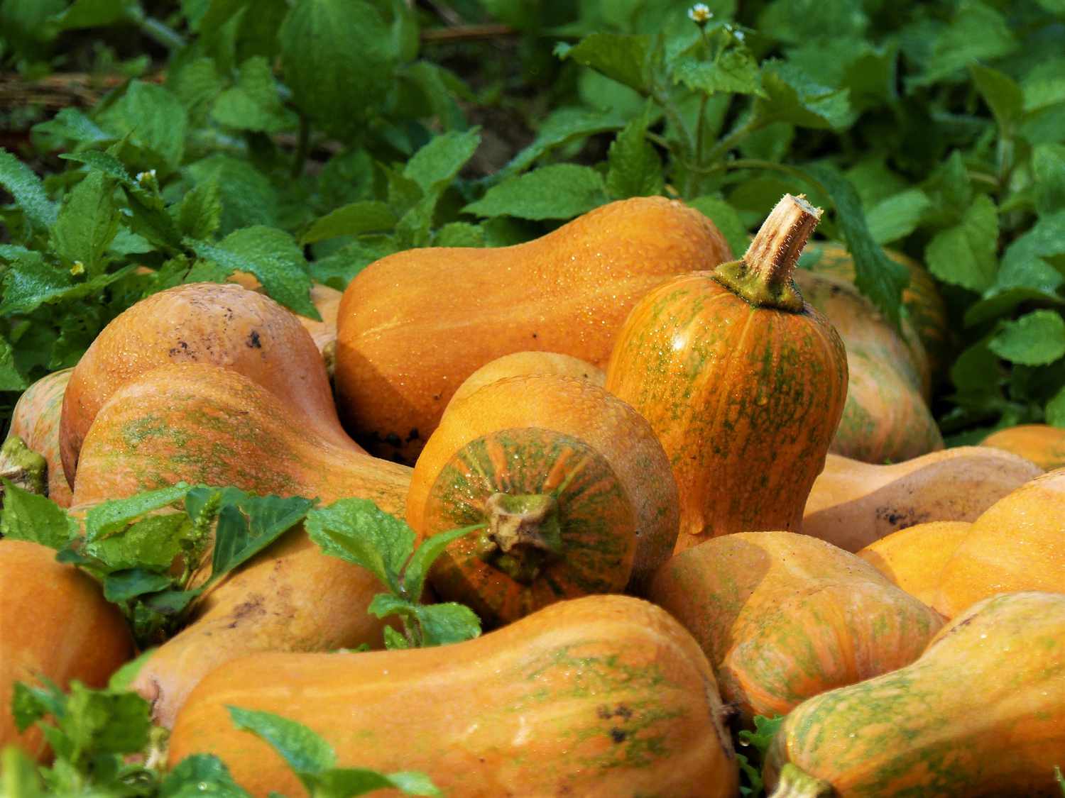 Honeynut squash