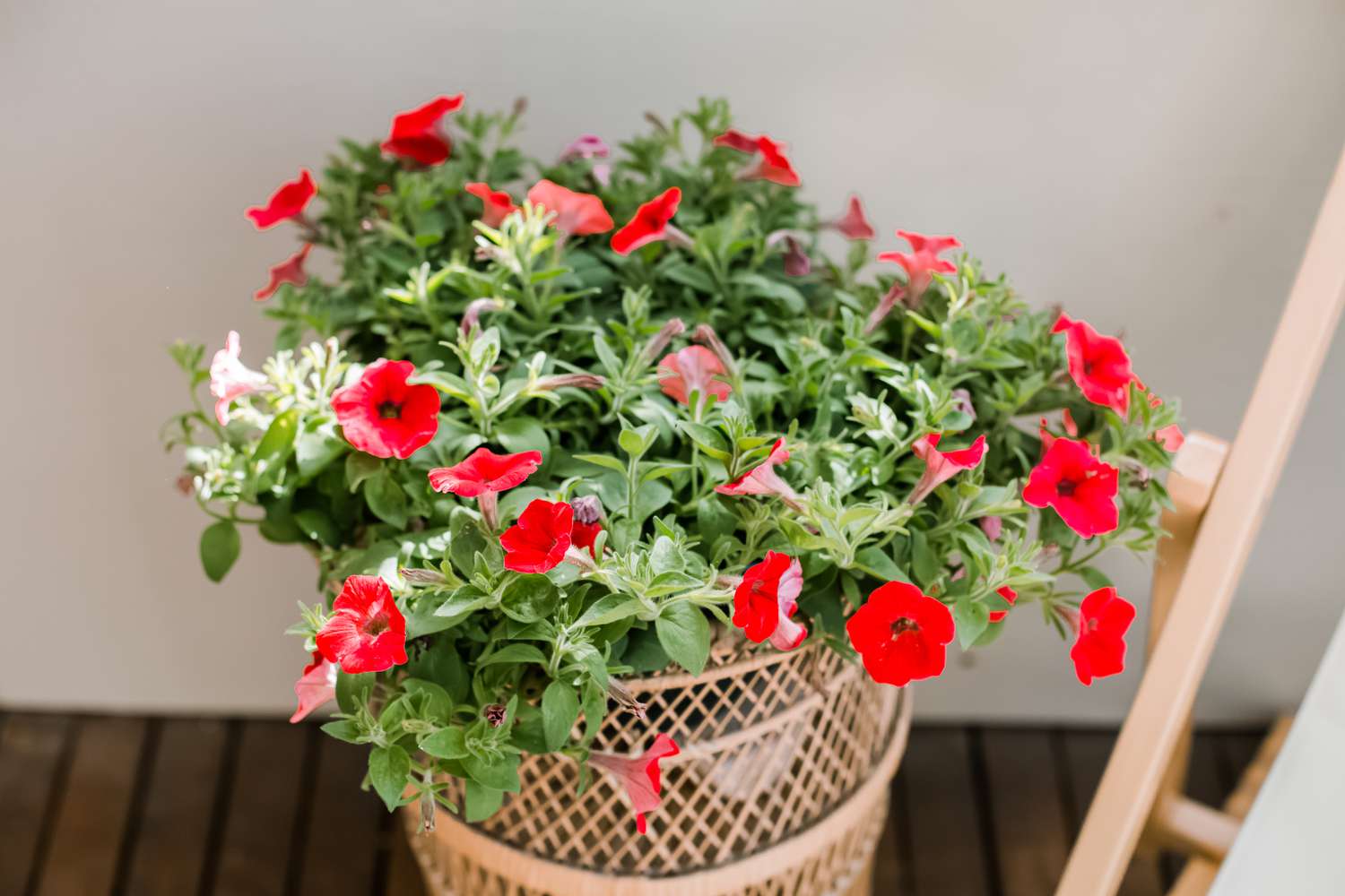 petunias creciendo en una cesta