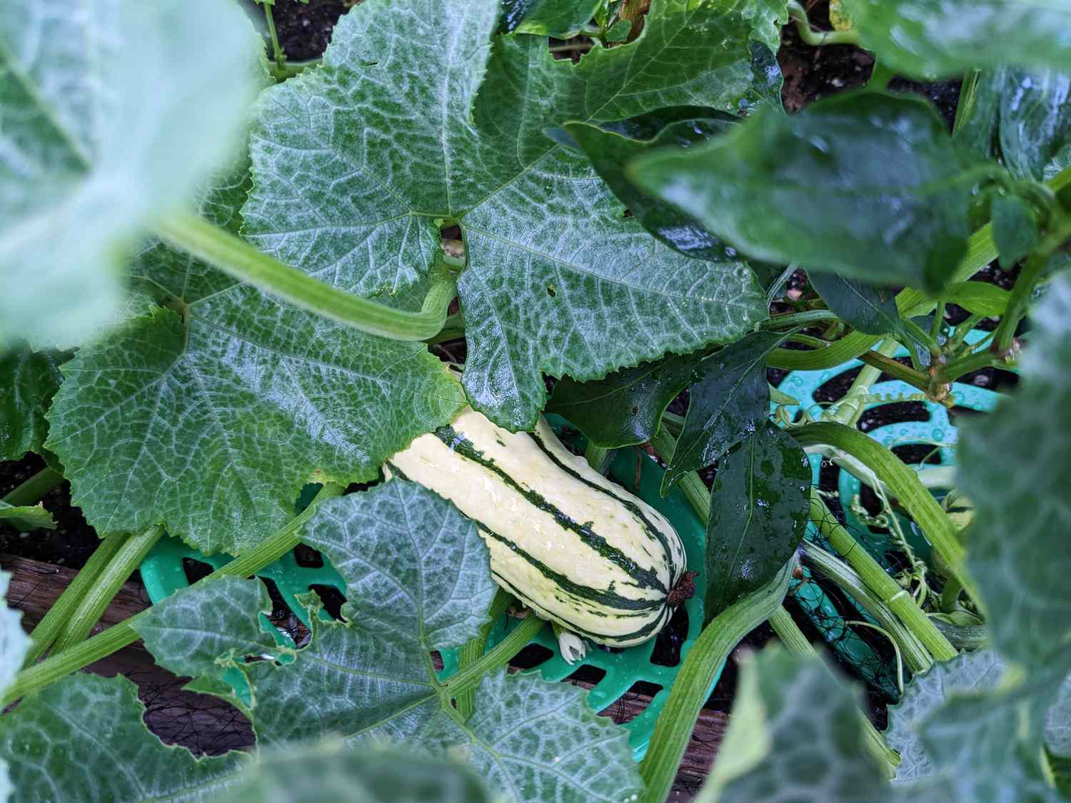 Courge Delicata