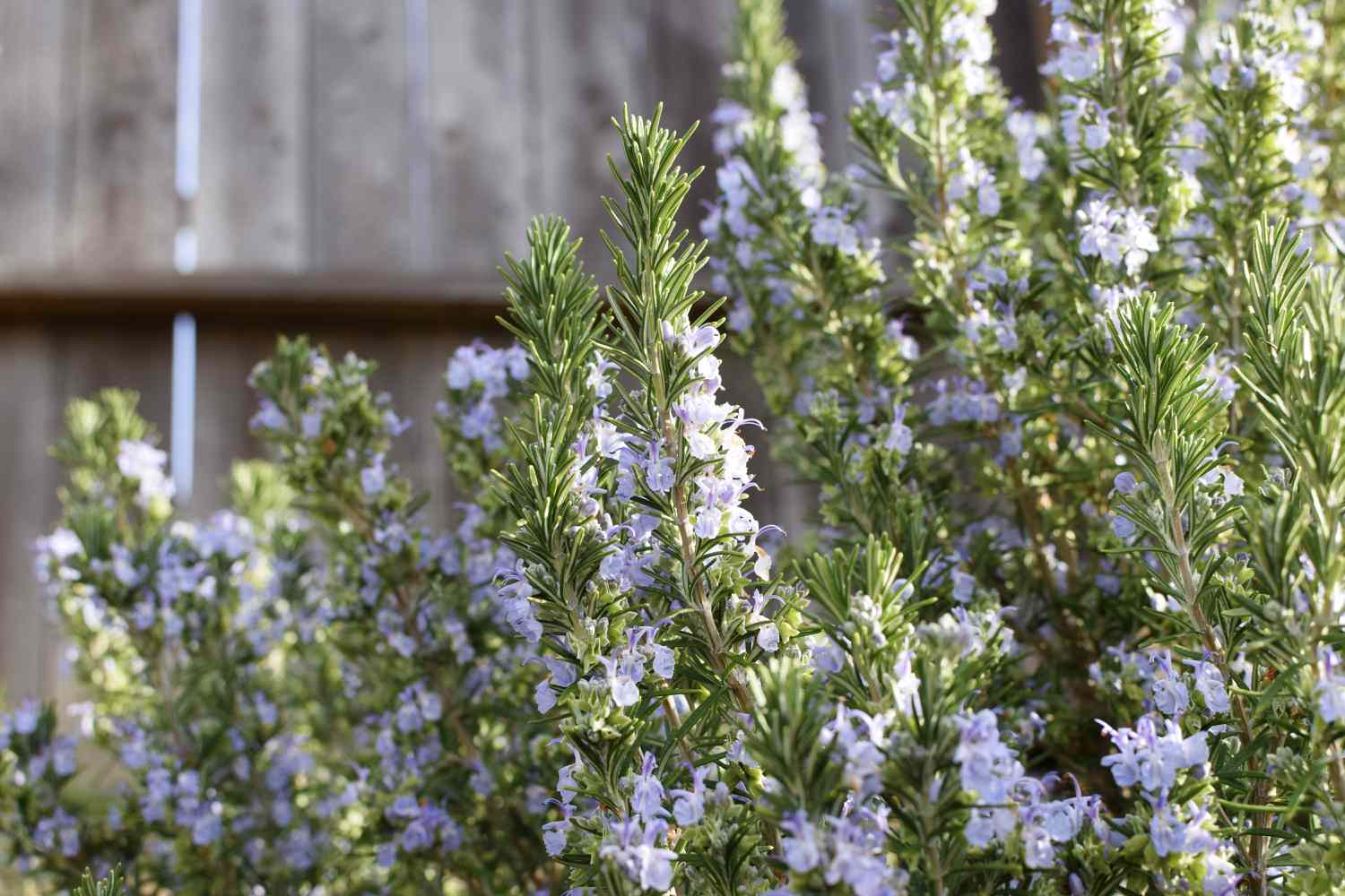 flowering rosemary