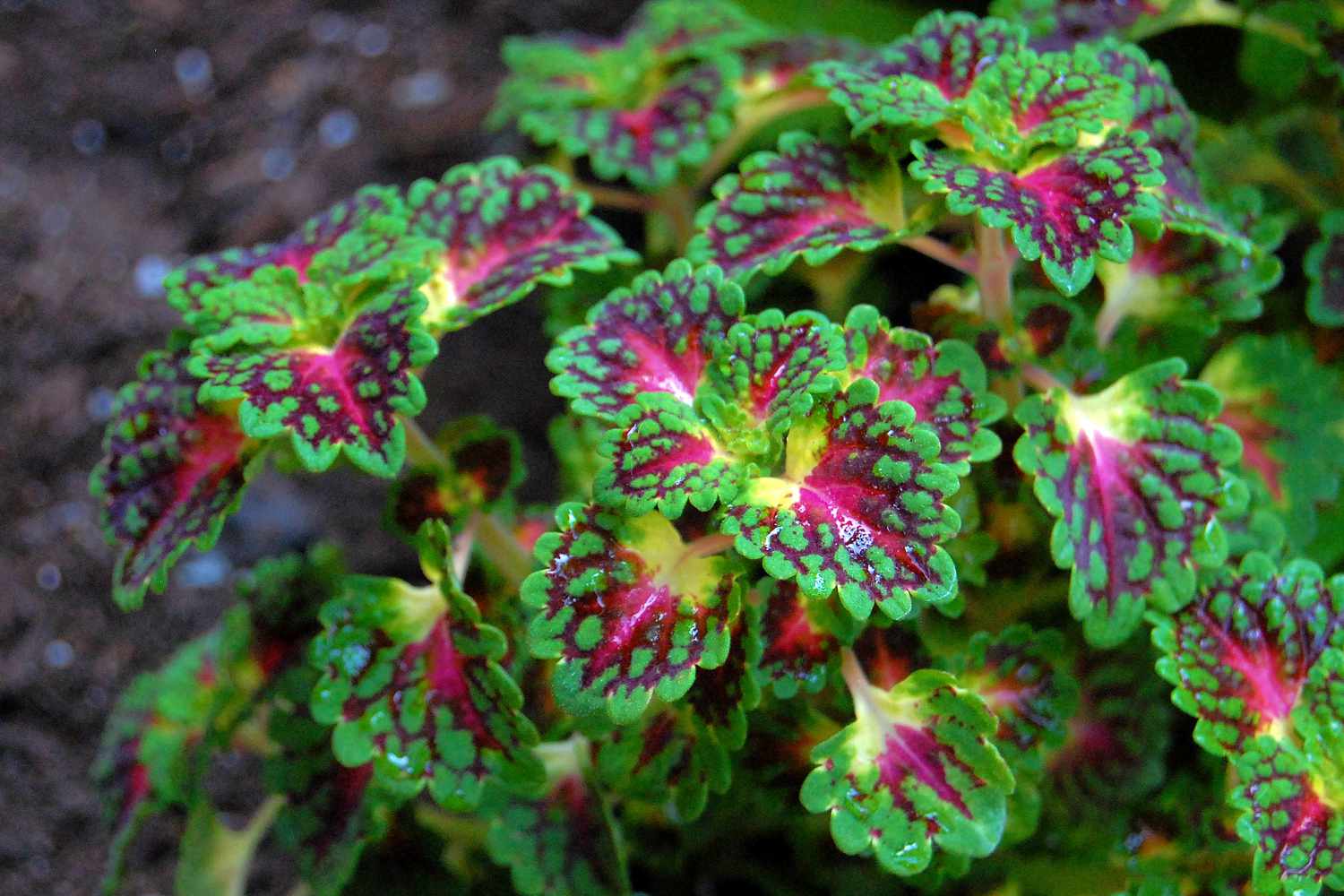 coleus plant