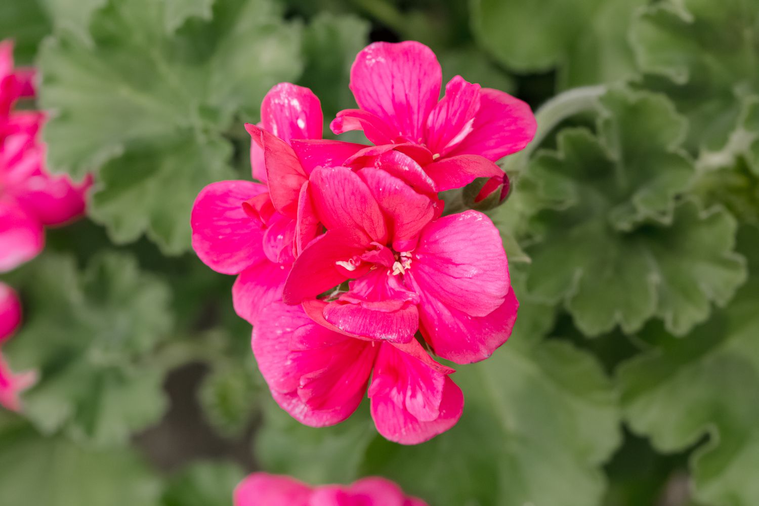 closeup of geranium blooms