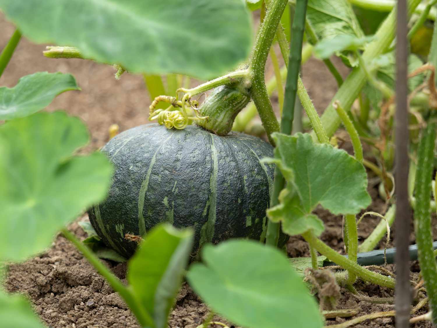 Kabocha-Kürbis