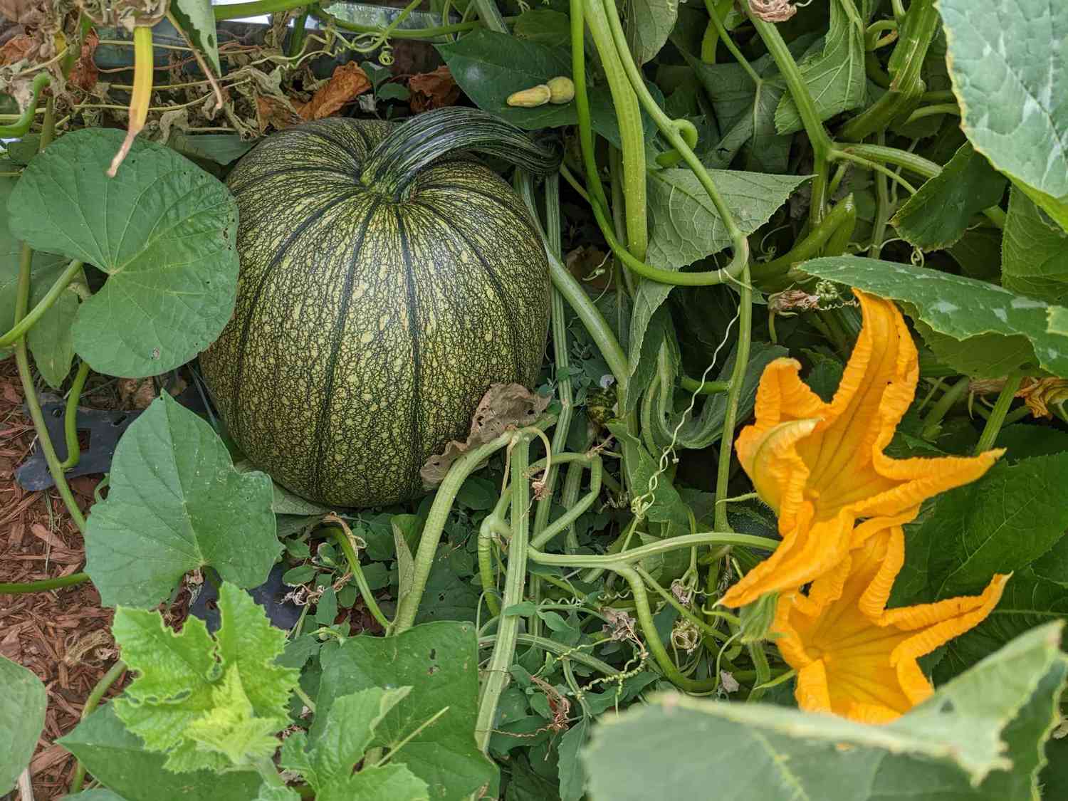 Pumpkin growing in a garden