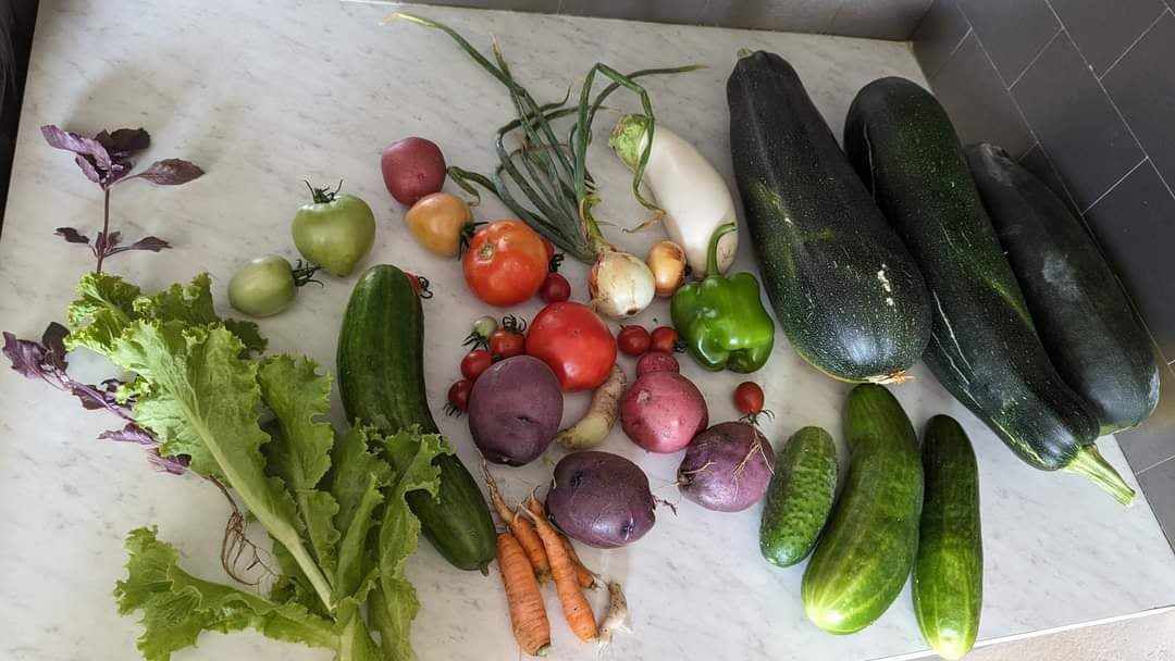 Colheita de legumes no verão