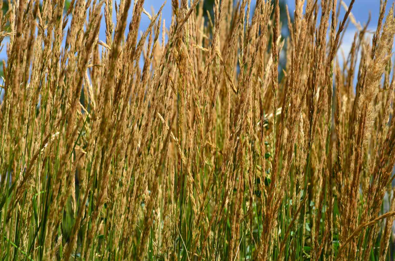 Karl Foerster feather grass stand.