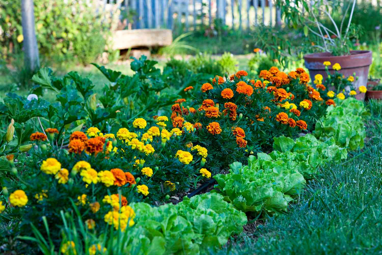 Garten mit Kopfsalat und Ringelblumen