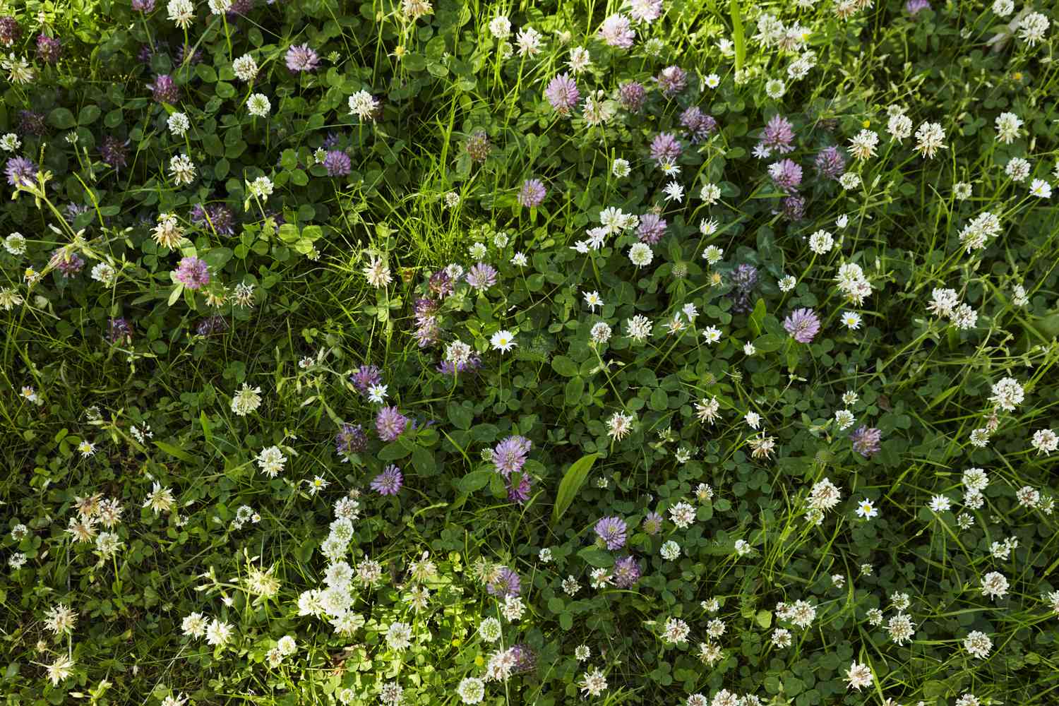 Un césped de trébol moteado con flores de trébol blancas y moradas