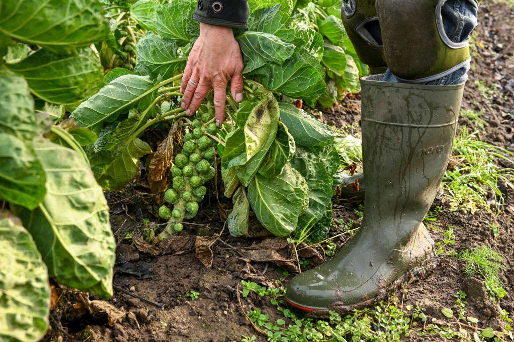 when to harvest Brussels Sprouts