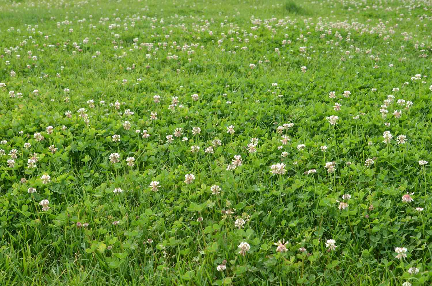 Rasen voller grünem Gras und weißem vierblättrigem Klee in Blüte. Natürlicher Hintergrund.