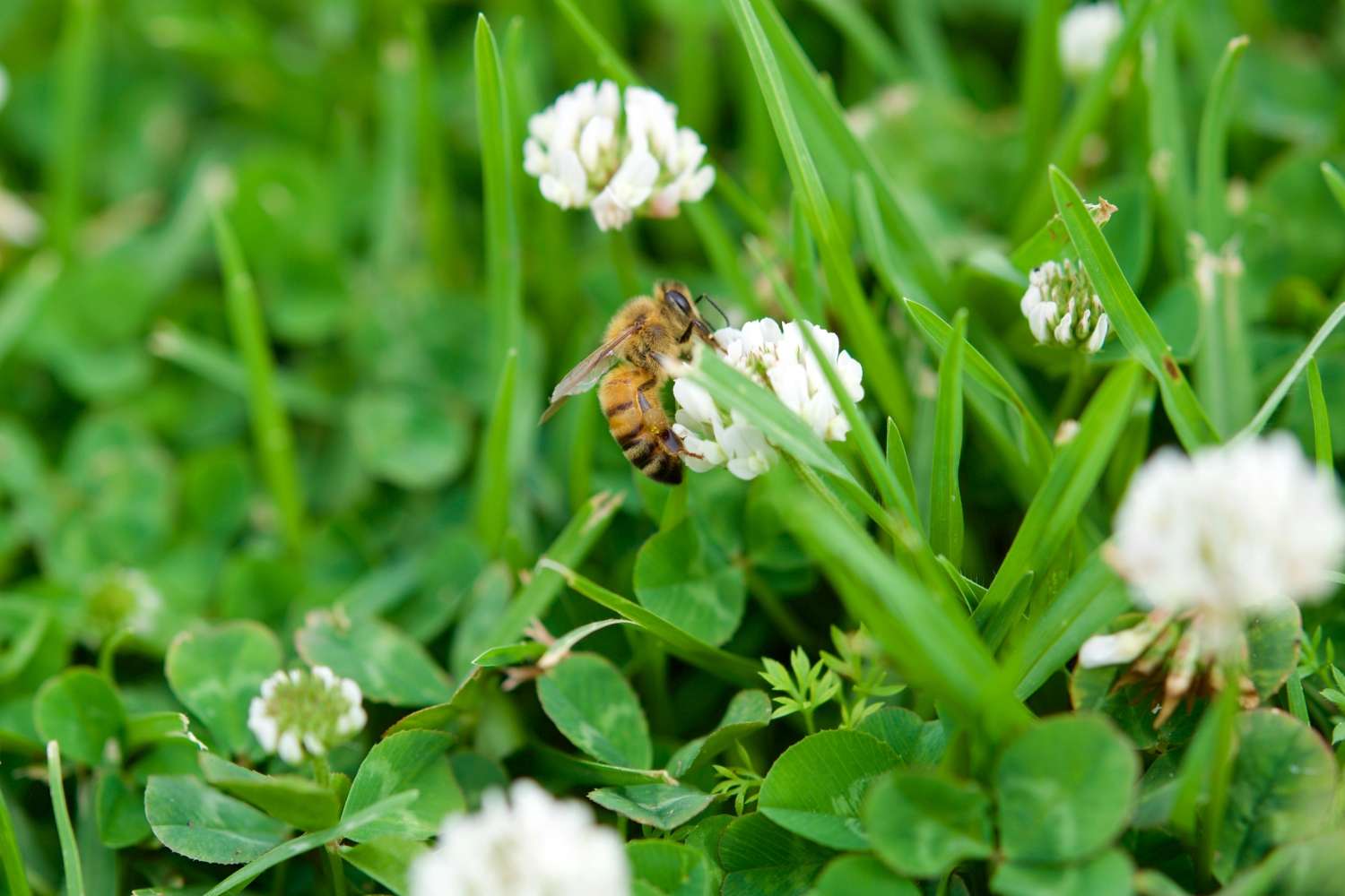 una abeja sobre trébol