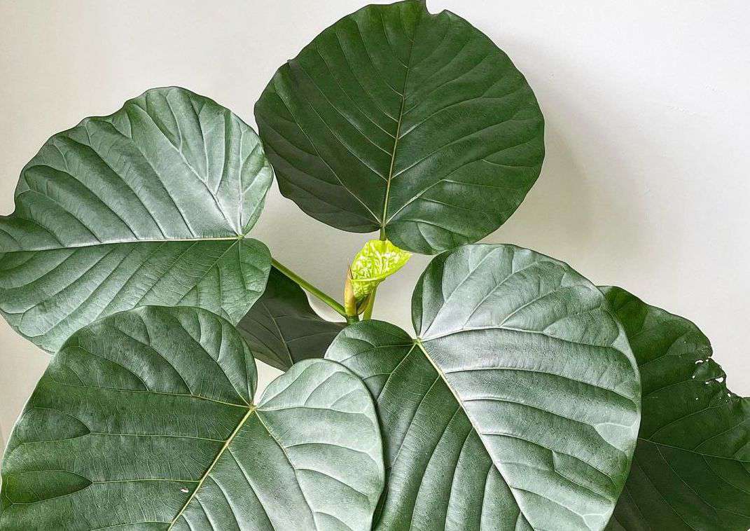 Ficus umbellata vor einer weißen Wand.