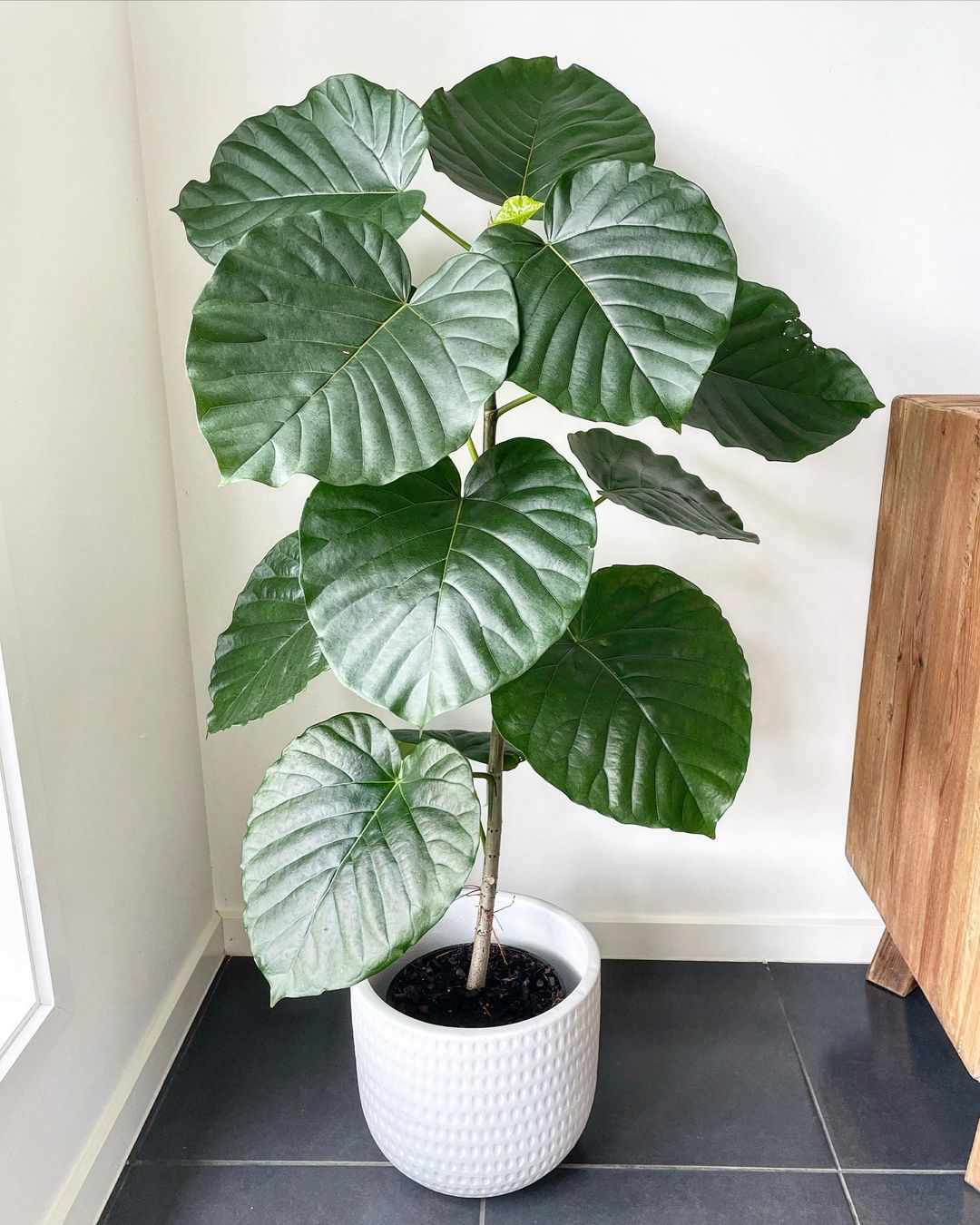 Ficus umbellata in einem großen Topf im Innenbereich.