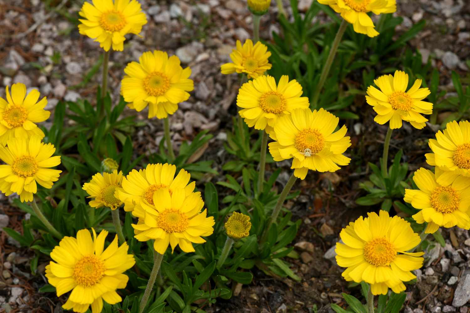 Nahaufnahme eines Büschels gelber Angelita-Blüten (Tetraneuris acaulis)