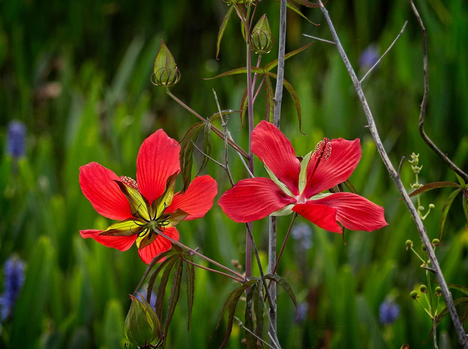 Hibisco de los pantanos (Hibiscus coccineus)