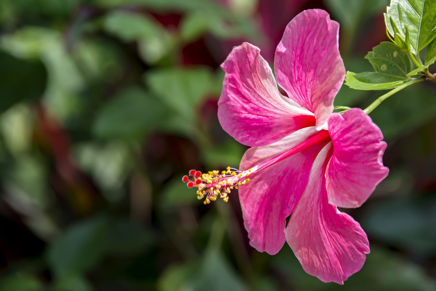Tropical hibiscus (Hibiscus rosa-sinensis)