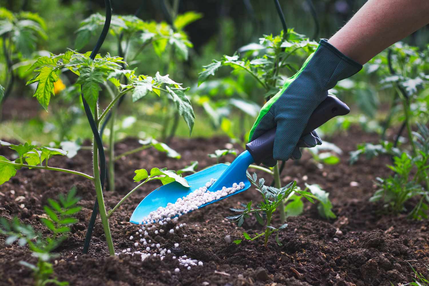 Hinzufügen von Granulatdünger zu Tomatenpflanzen