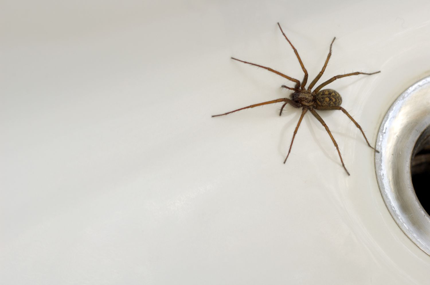 Eine große braune Spinne in der Badewanne.