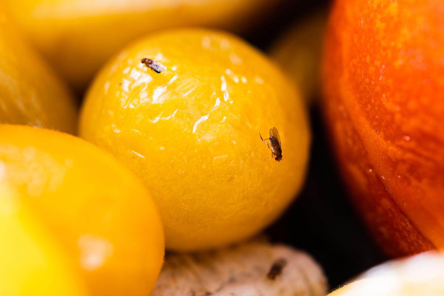 Fruchtfliegen auf einer Orange