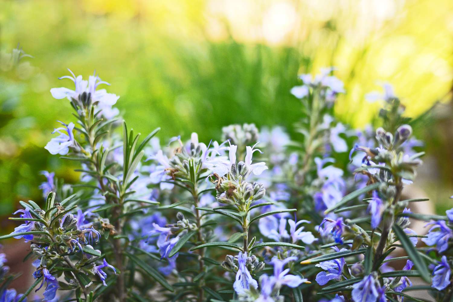 closeup of rosemary plant in bloom with tiny light blue flowers