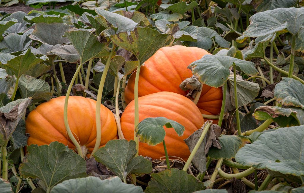 Enredaderas de calabaza