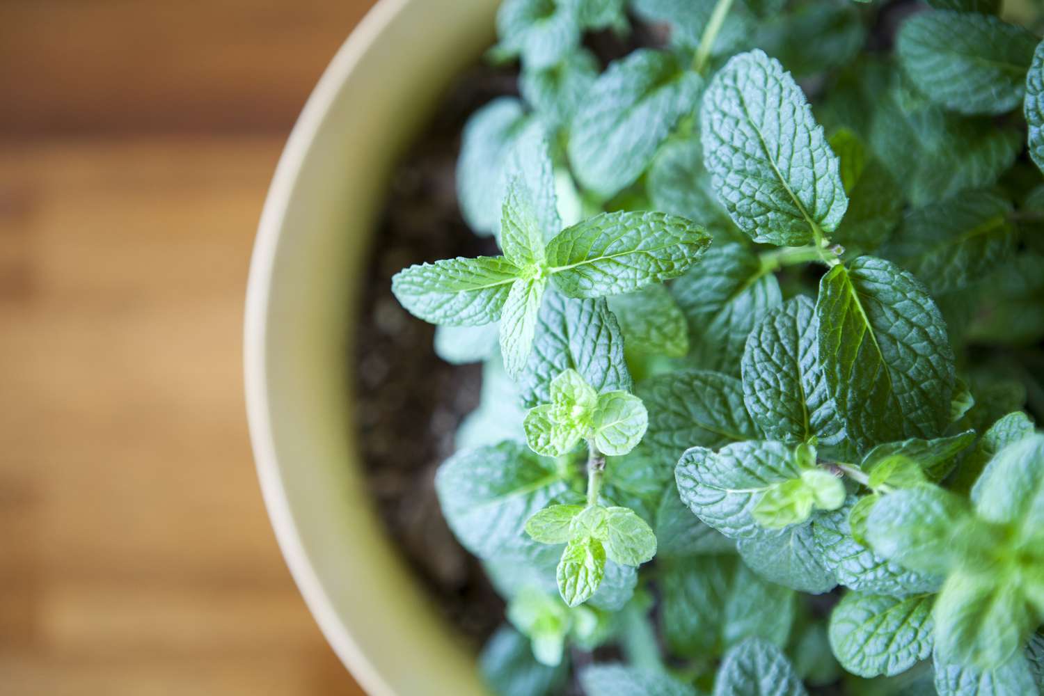 Fresh Mint Plant Potted against a Natural Wood Table