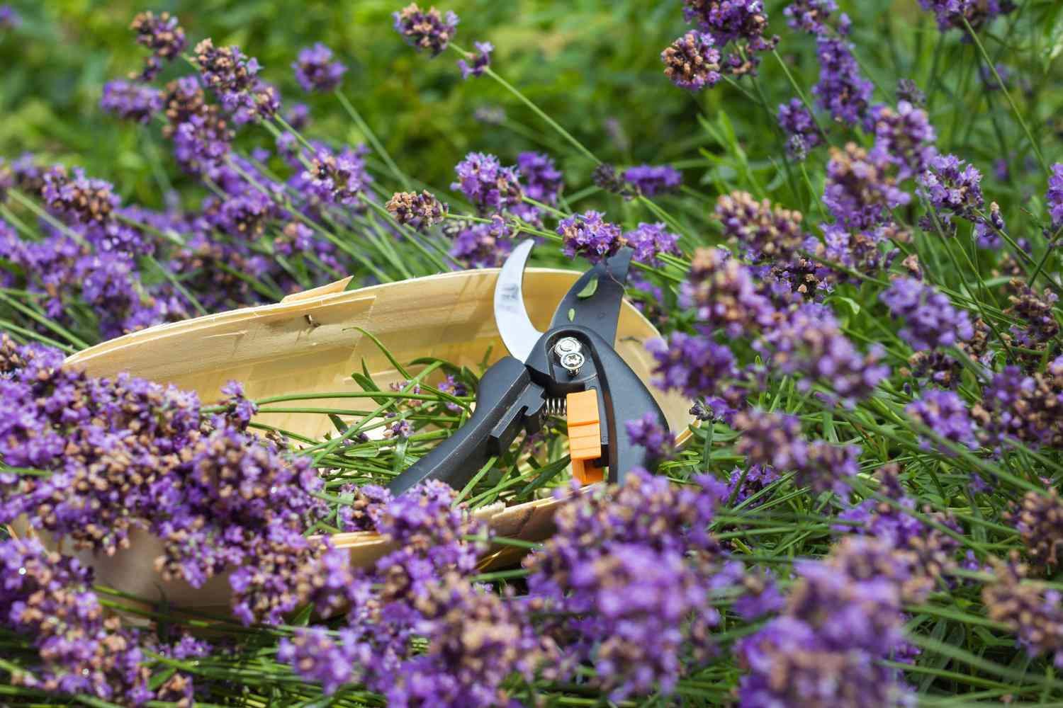 Saisonaler Rückschnitt von Lavendel. Ein Strauß geschnittener Lavendel in einem Weidenkorb und eine Gartenschere vor einem Hintergrund blühender Lavendelbüsche. Gartenbaukonzept