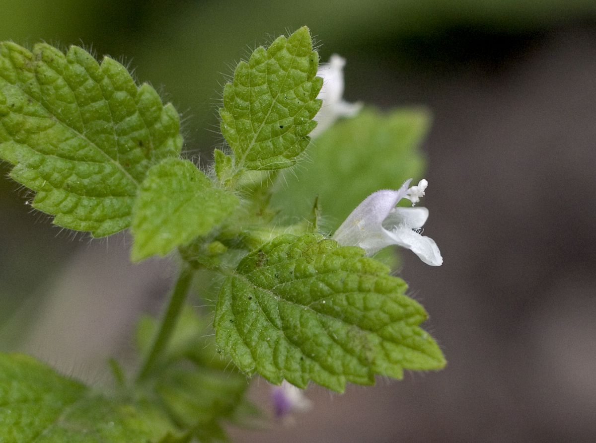 Lemon balm blossom