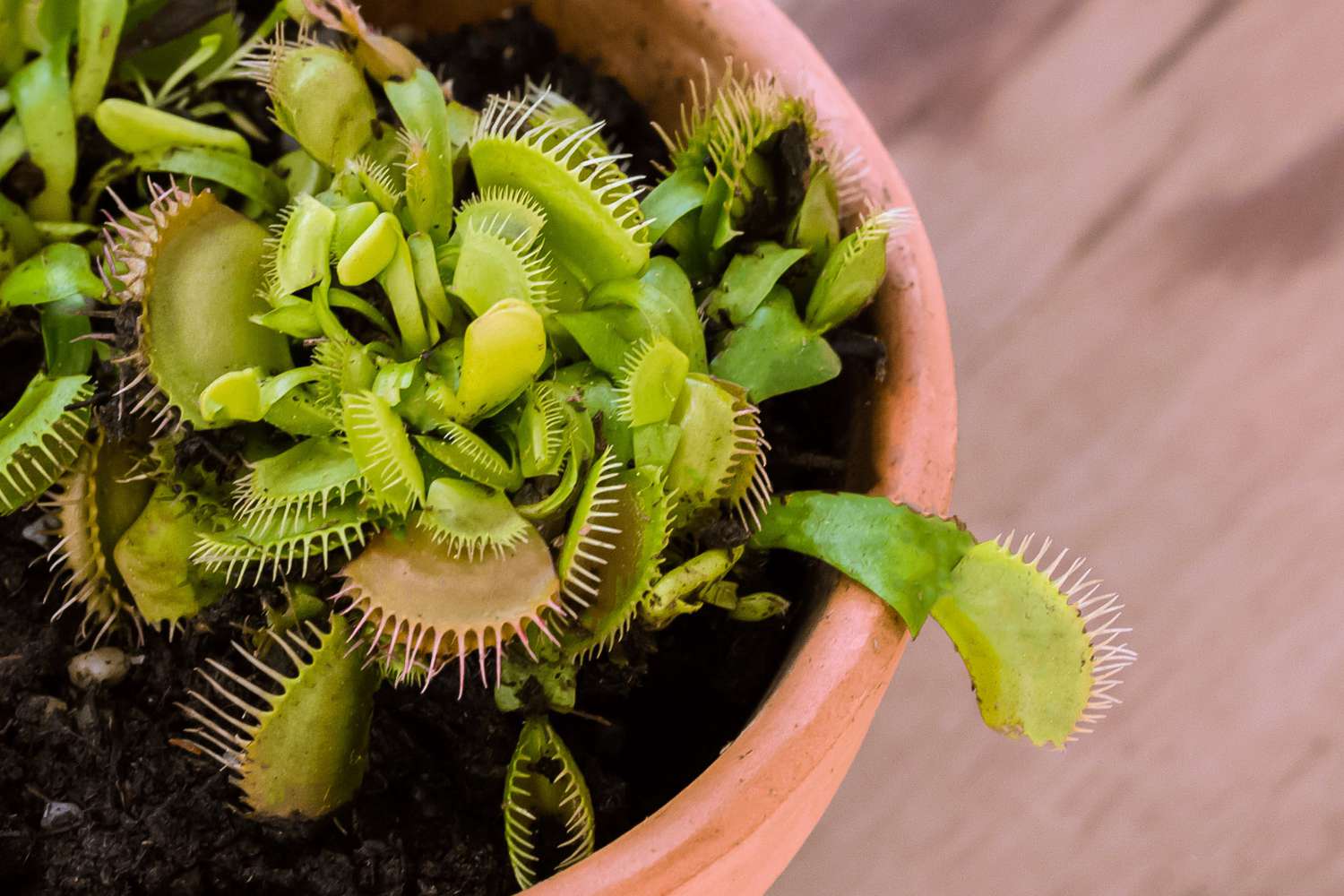 venus fly trap