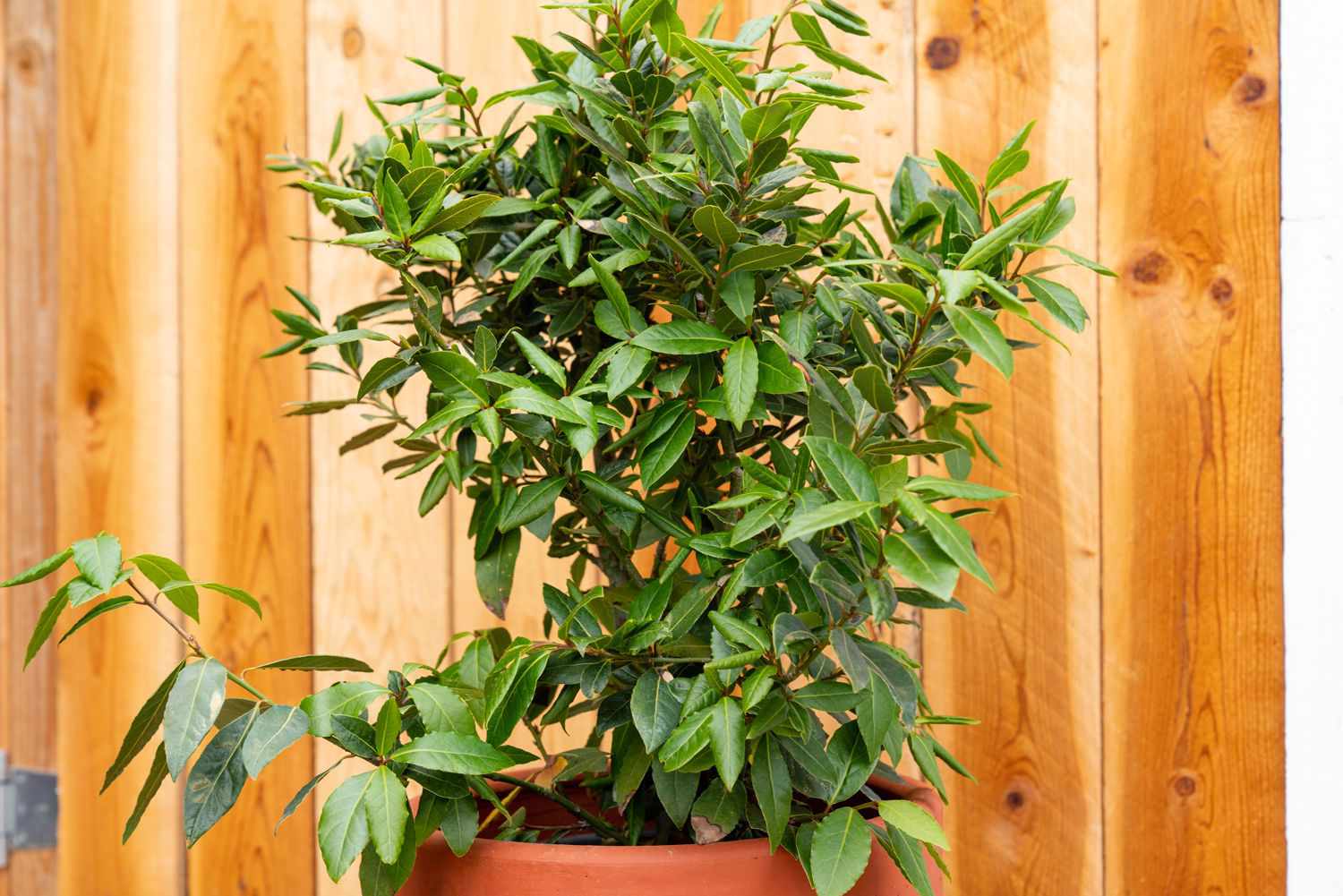 Bay laurel tree in orange pot in front of wooden fence