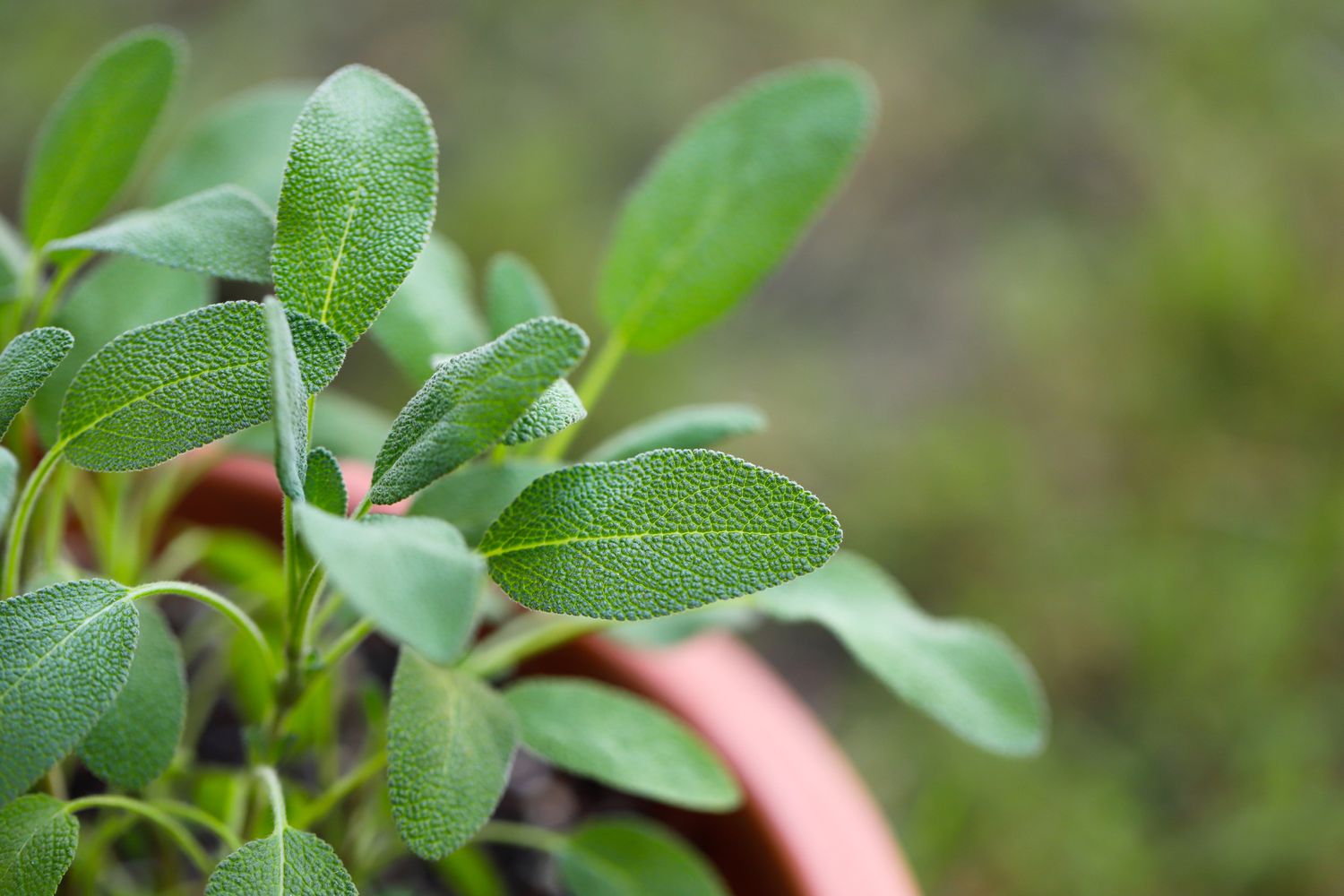 Sage plant in pot.