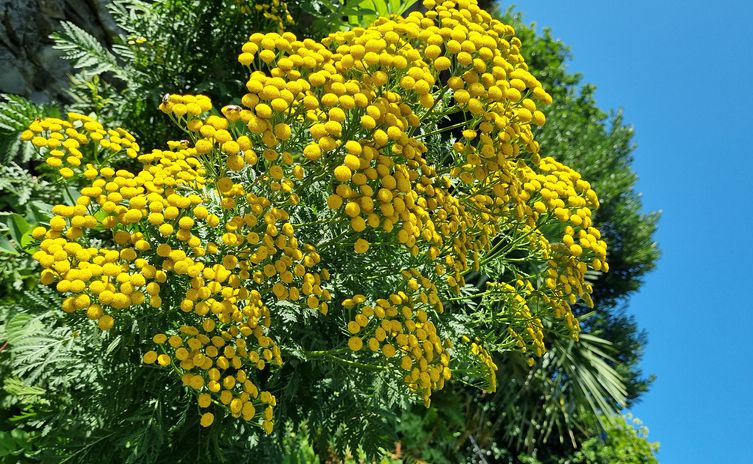 Tansy