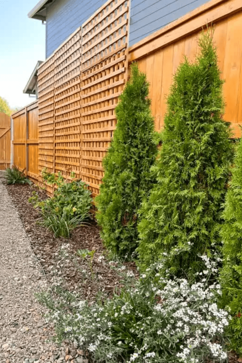 clôture en bois avec treillis