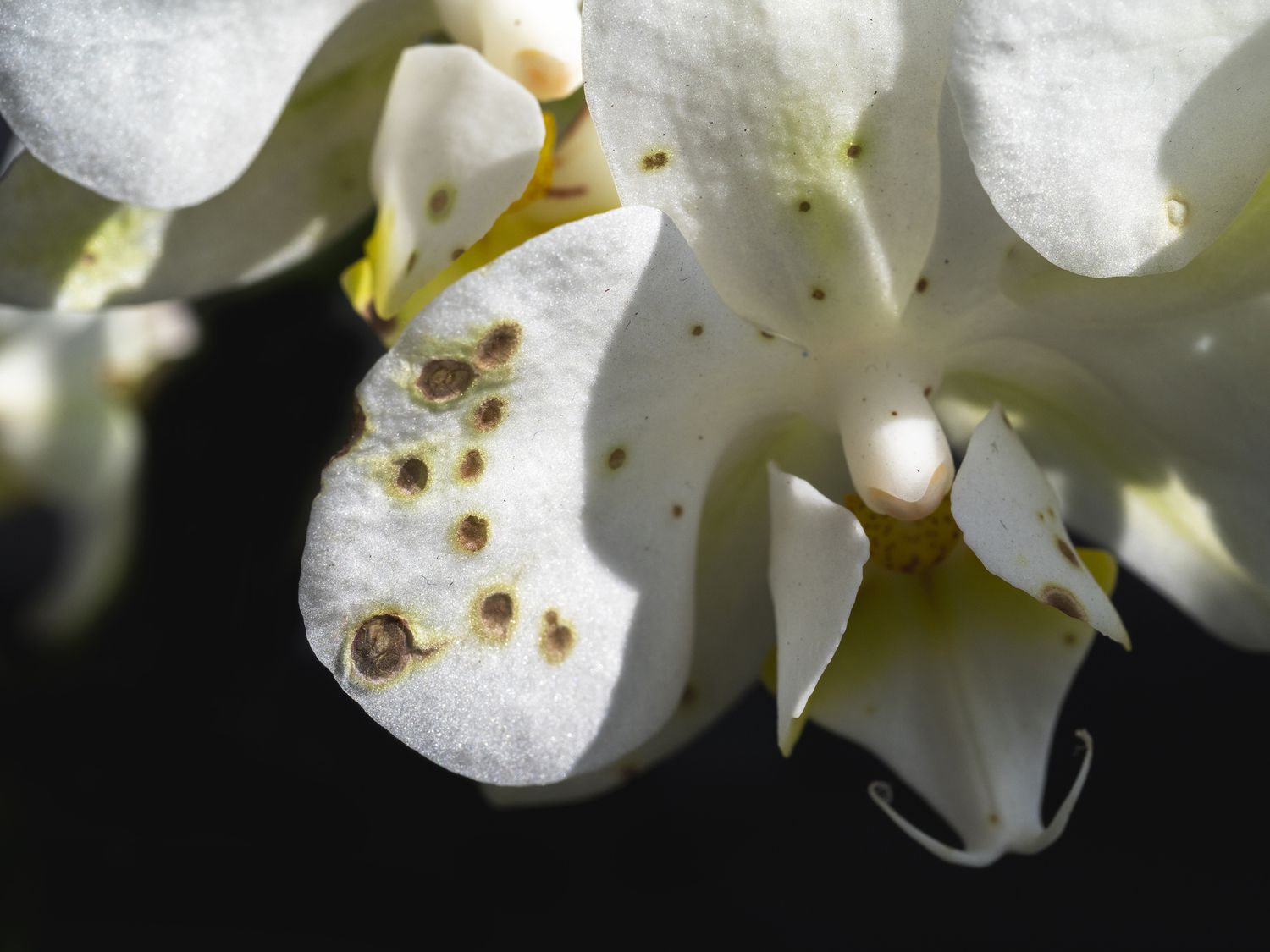 Botrytis auf Orchidee