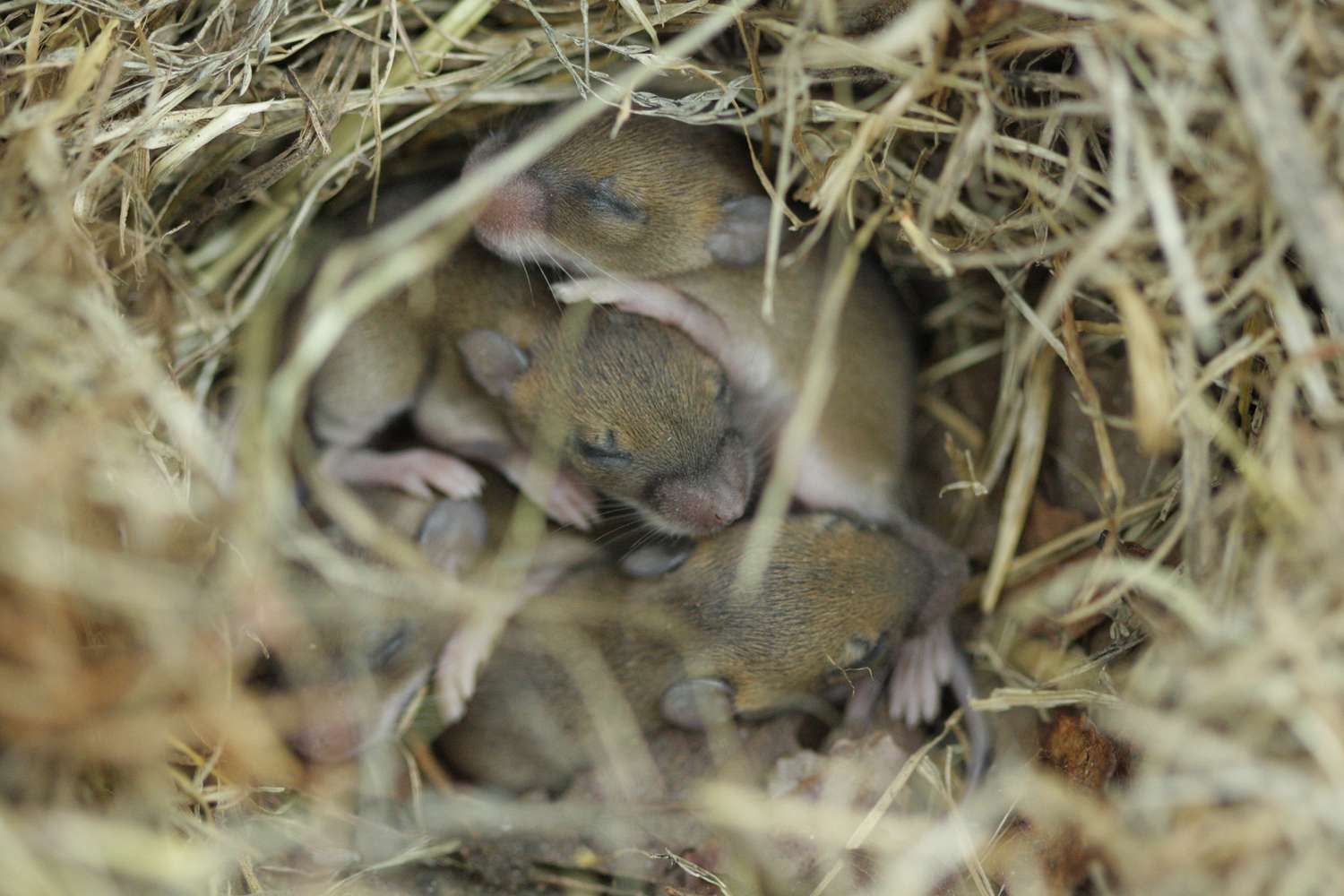 Ratones en nido