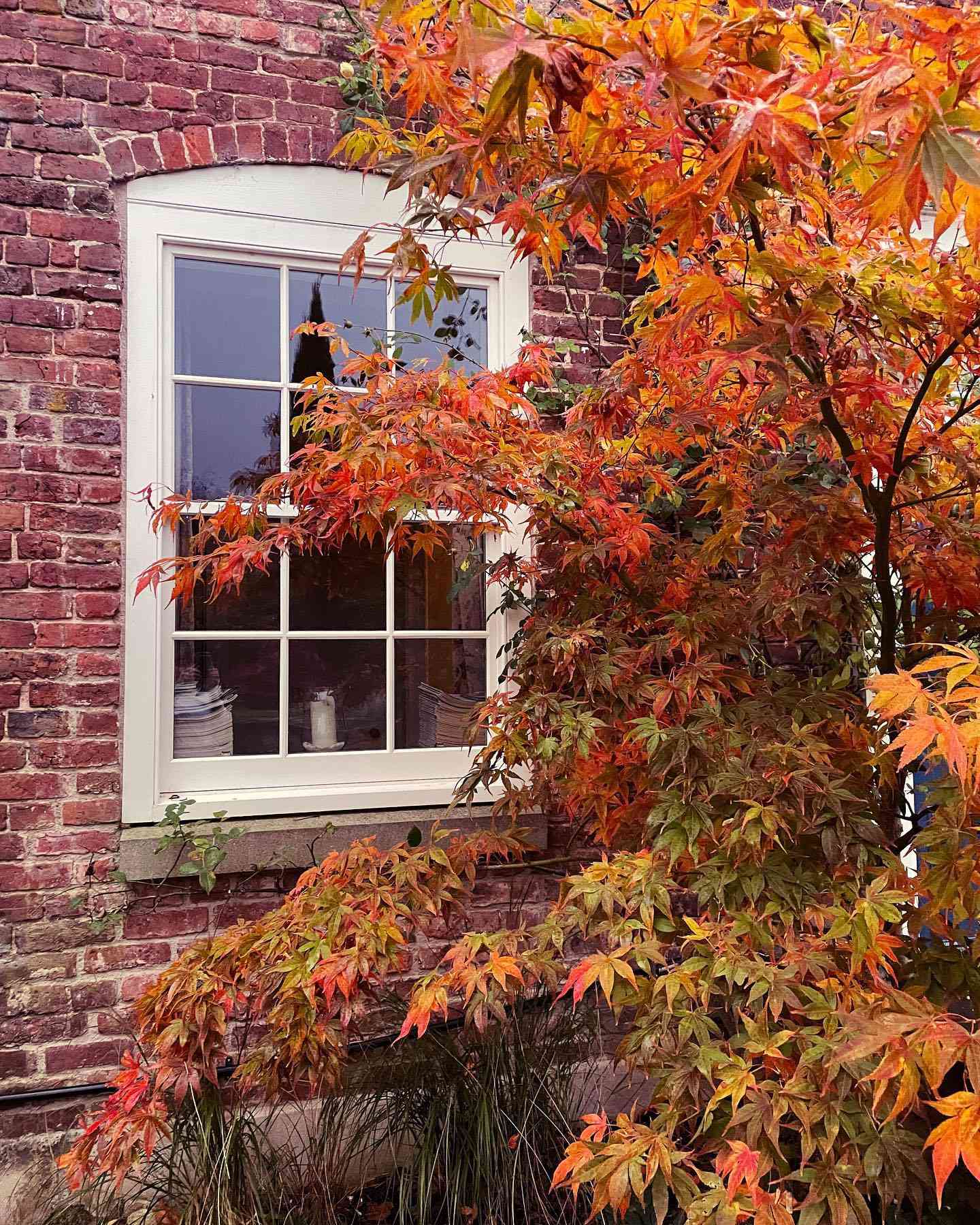 orange-roter Baum vor dem Fenster