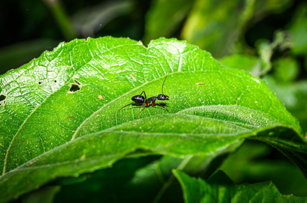 Carpenter Ants