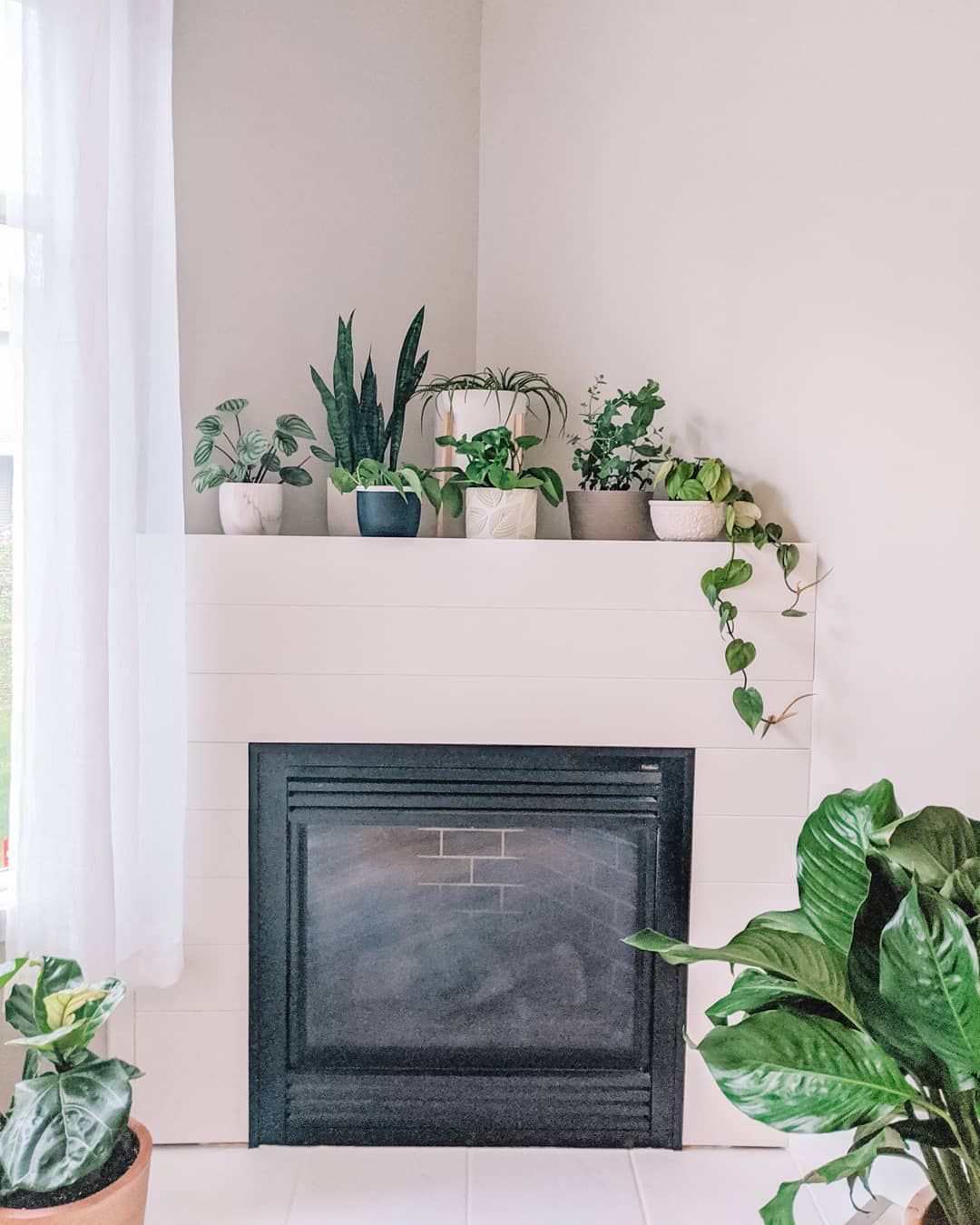 coin cheminée avec plantes