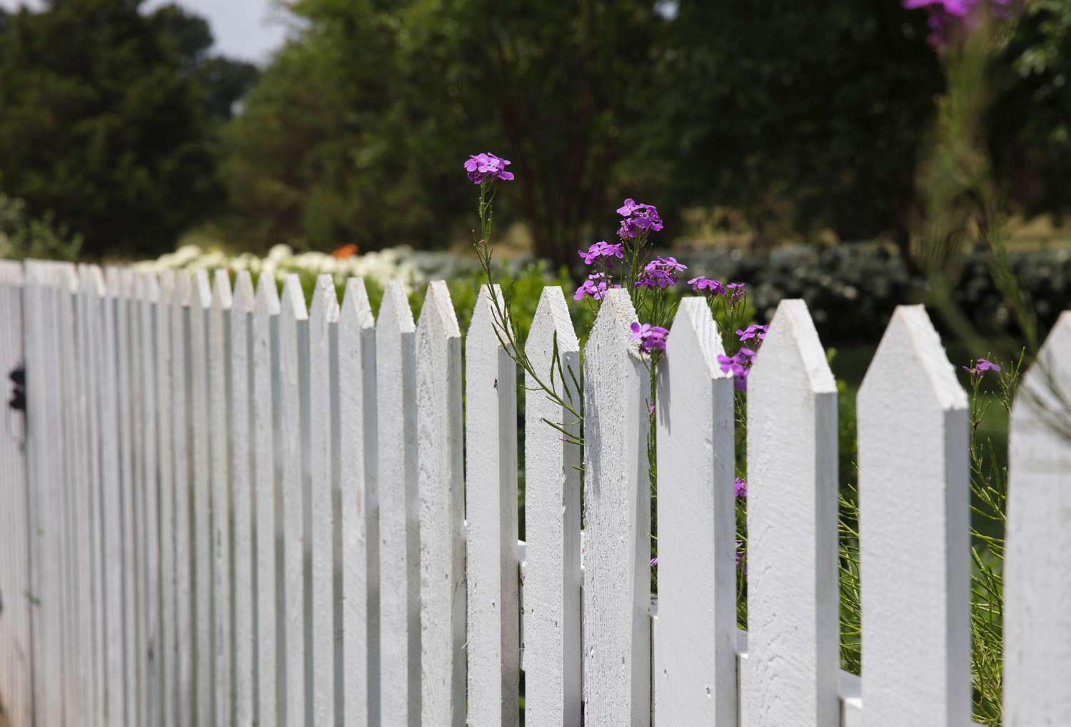 A white picket fence