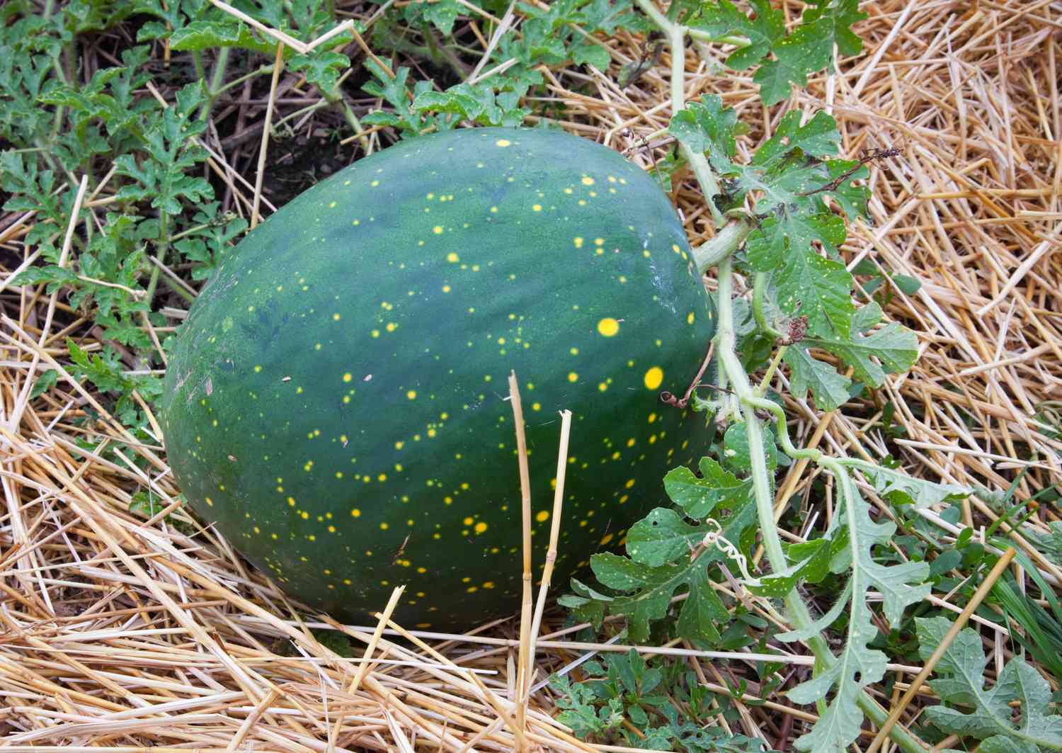 Melón luna y estrellas