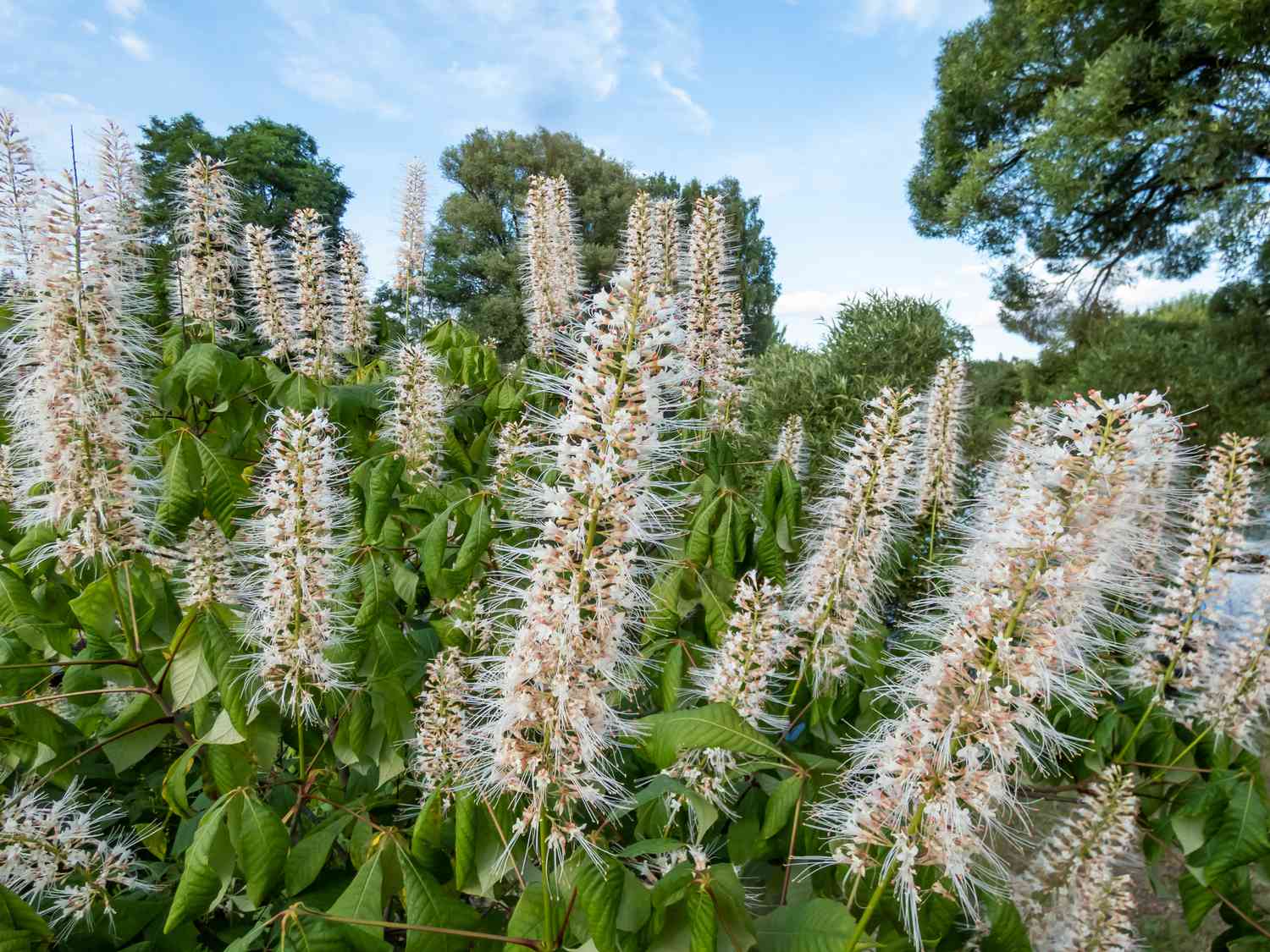 Le bourdaine (Aesculus parviflora) s'épanouit avec des fleurs blanches disposées en panicules érigées, chaque fleur a de petits pétales blancs et de longues étamines saillantes