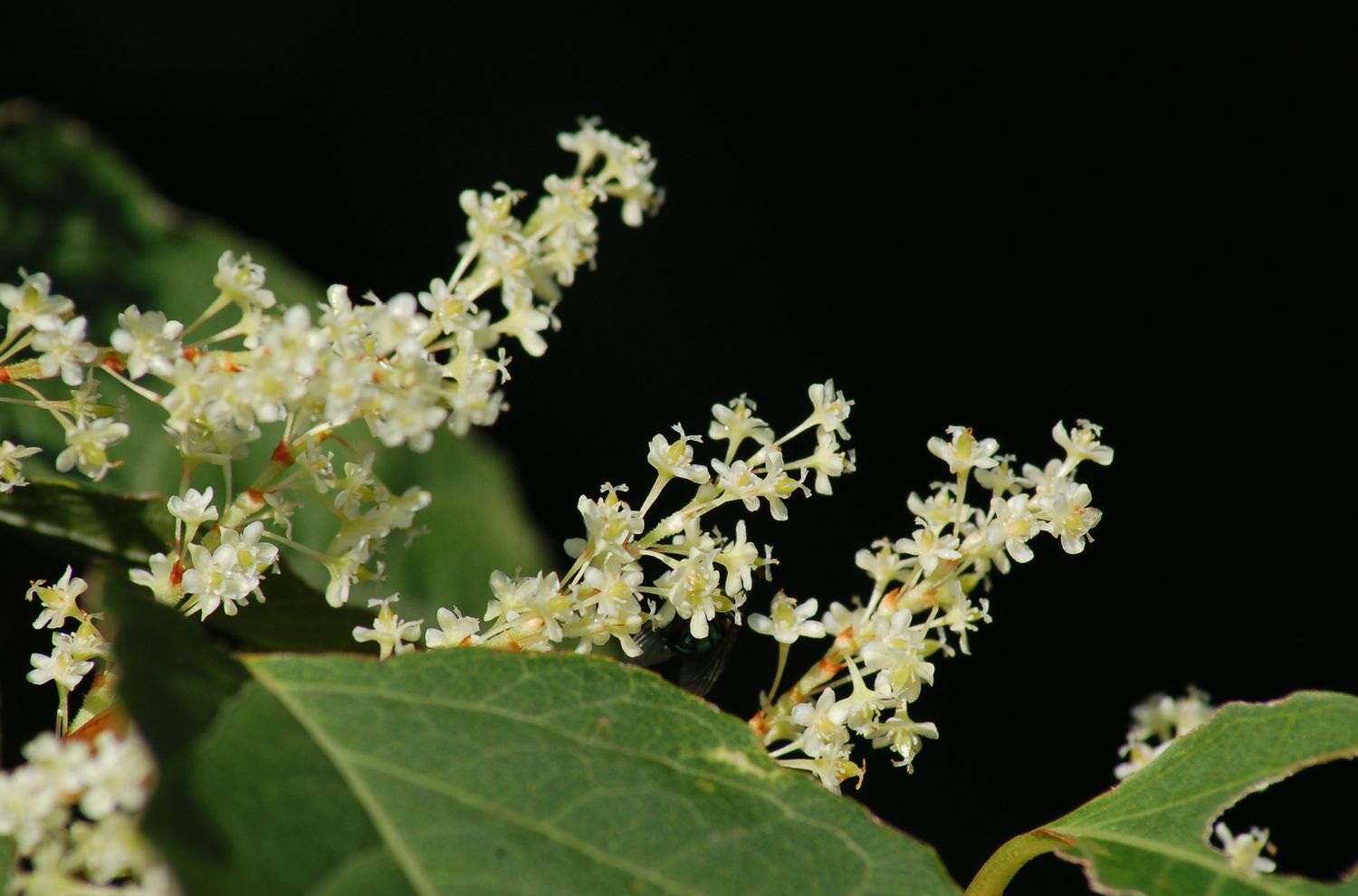 Nahaufnahme der Blüten des Japanischen Staudenknöterichs.