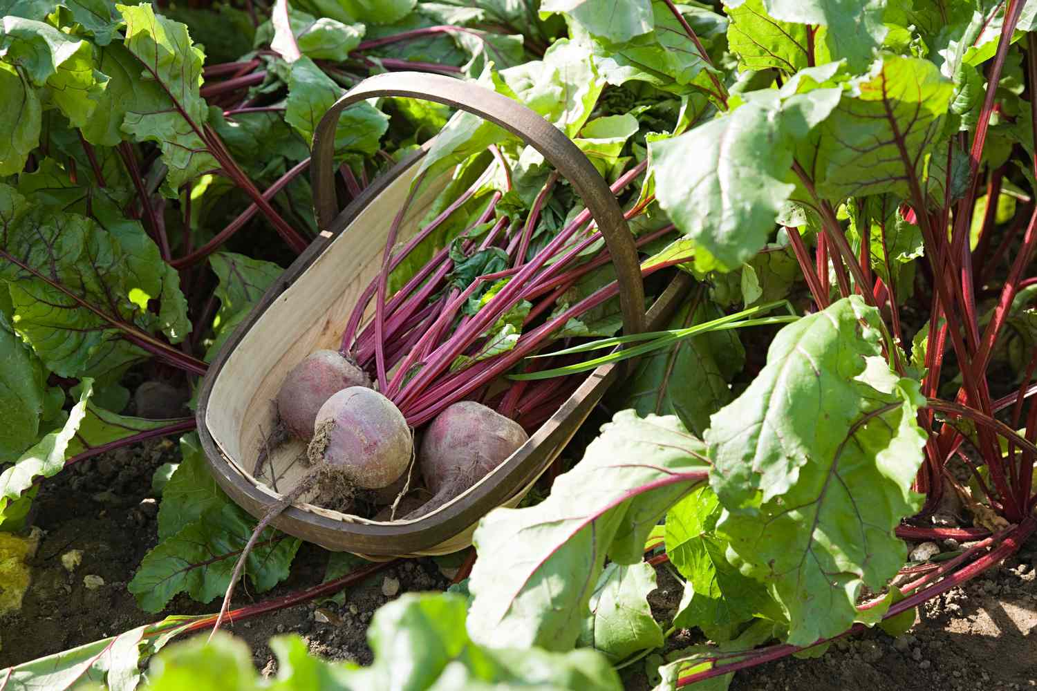 Beet plants in ground