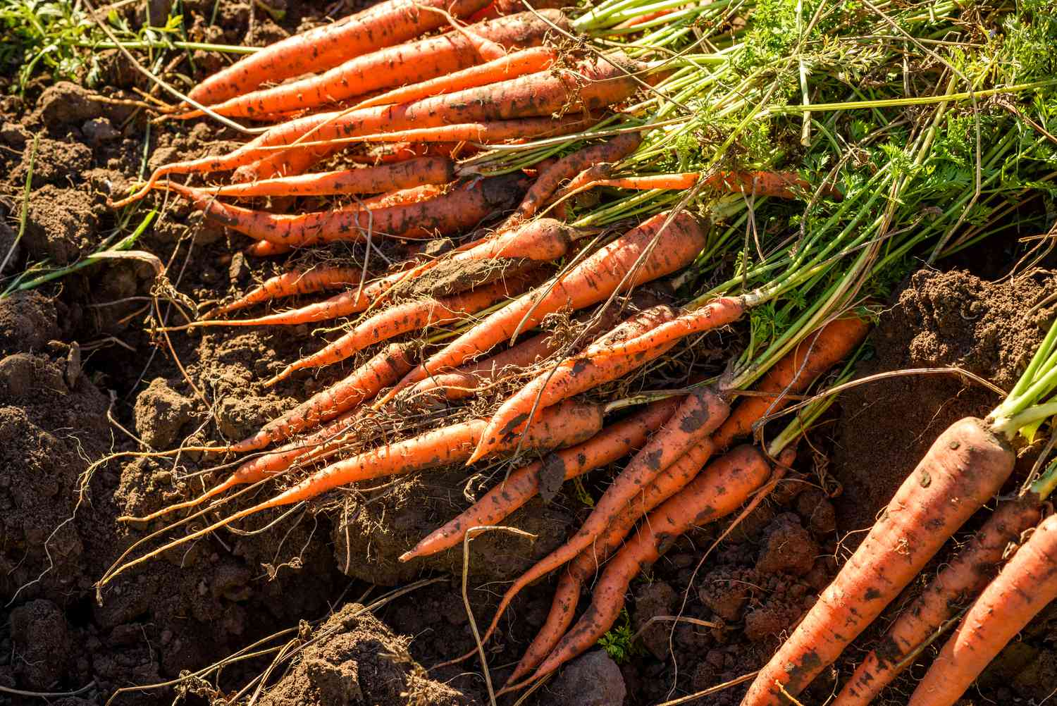 Carottes dans un potager