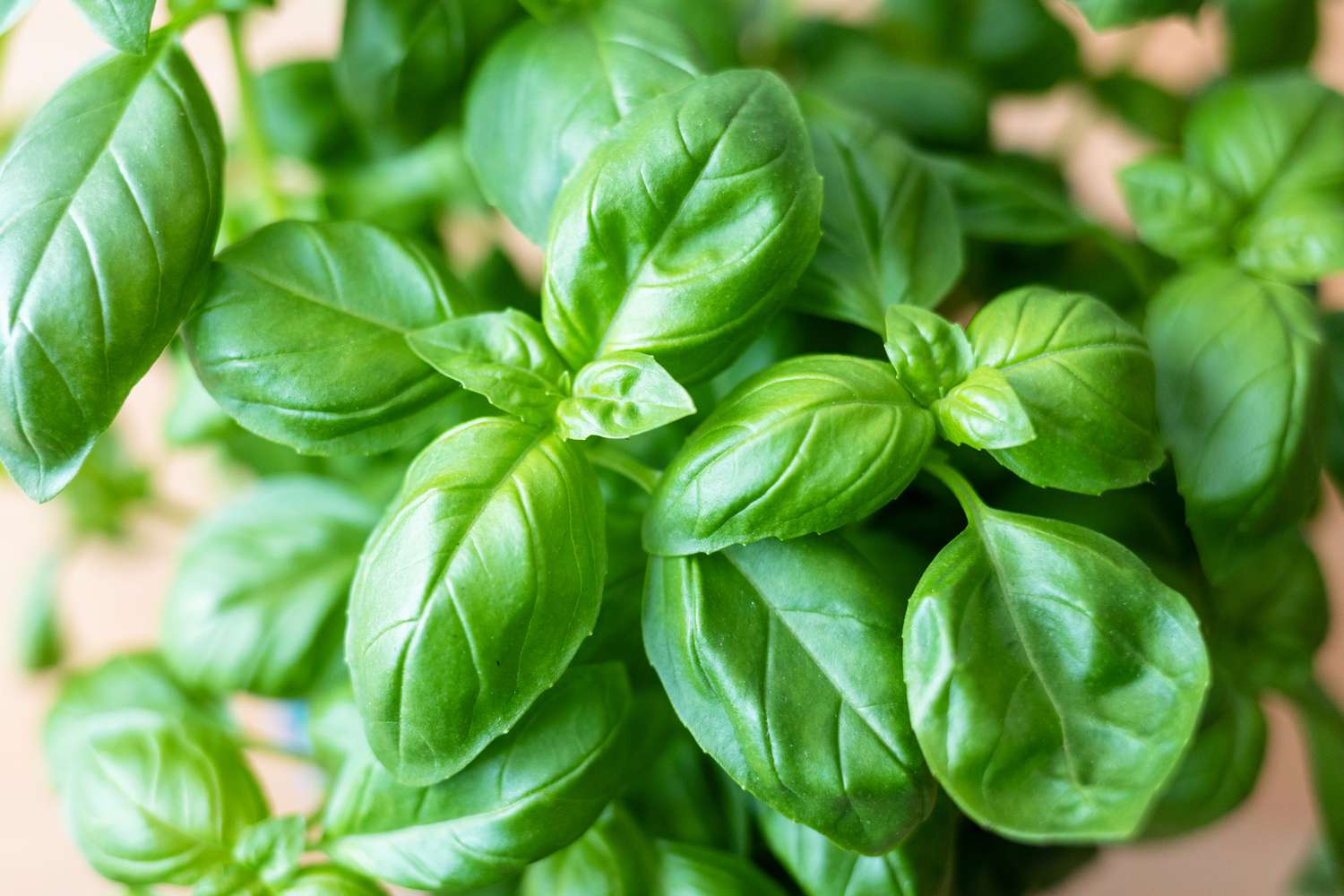 Basil plant