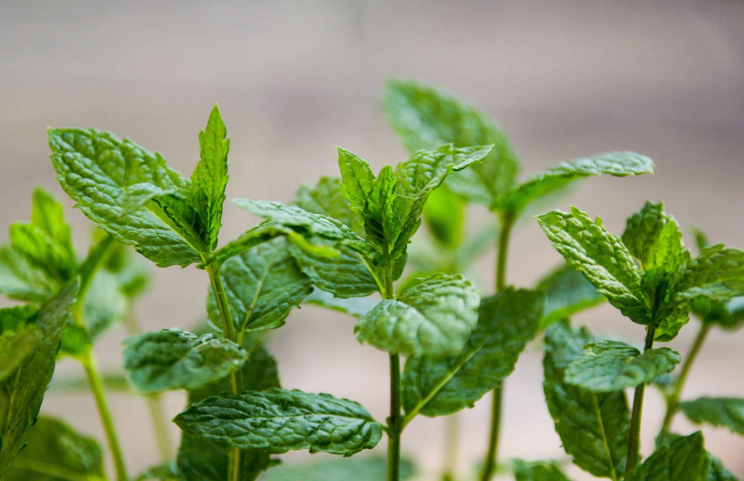 Mint plants