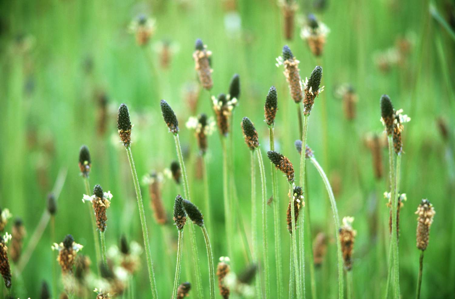 Plantago lanceolata in der Blüte.