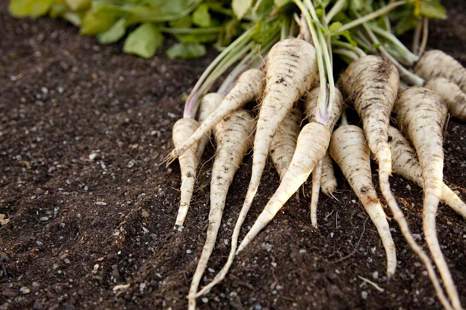 Parsnips on the ground