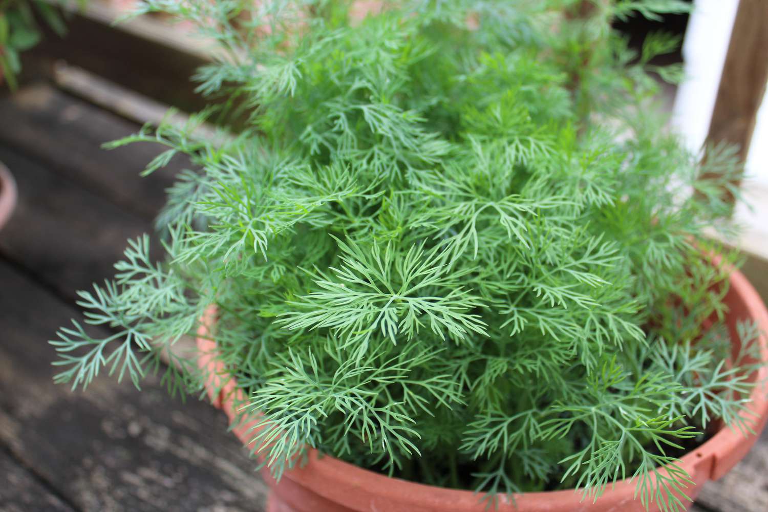 Dill in einem Terrakotta-Topf