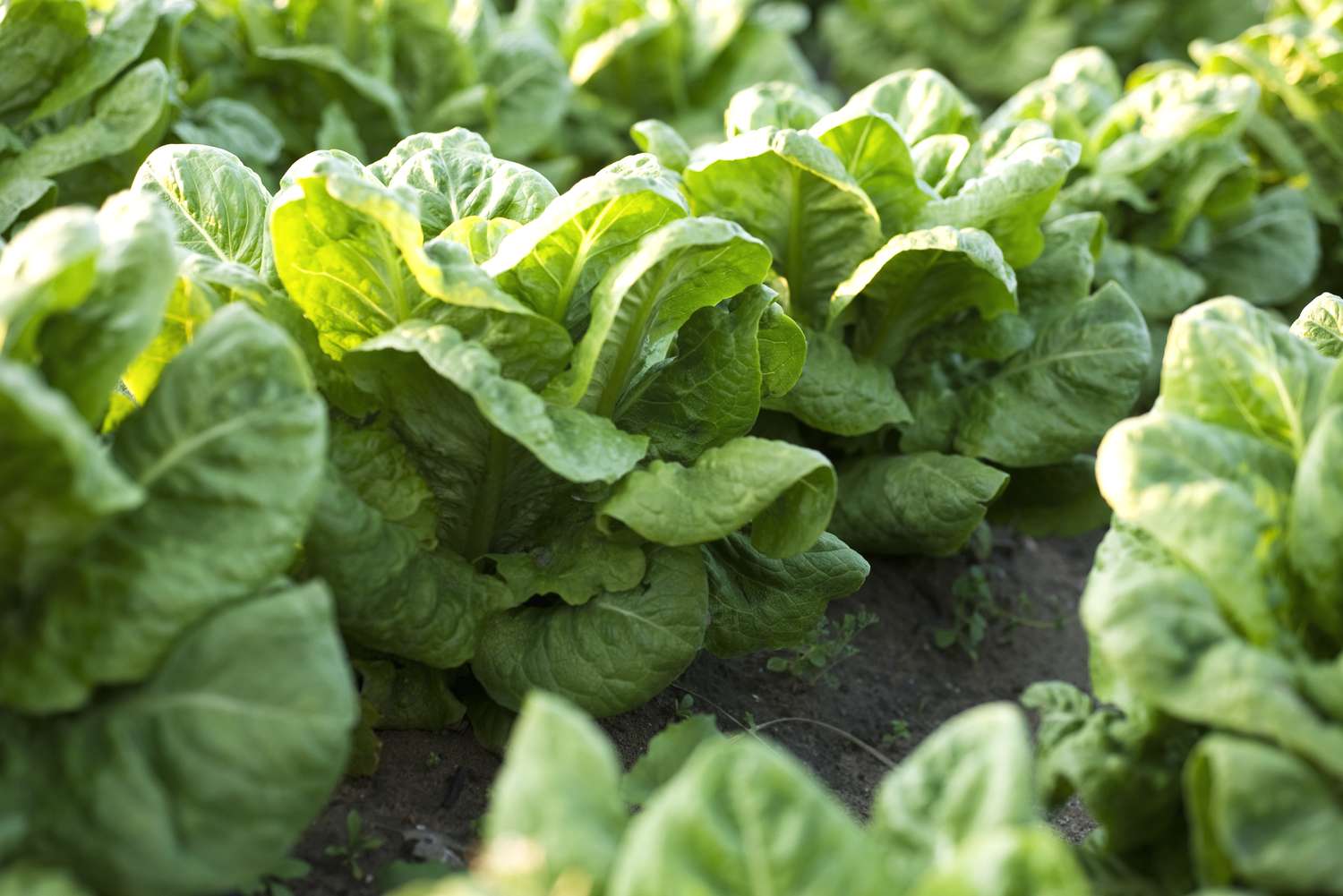 Image of lettuce in garden